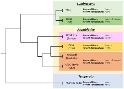 Insight into the emerging insect to human pathogen Photorhabdus revealing geographic differences in immune cell tropism